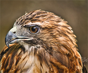 Photos By Meta - Red Tailed Hawk