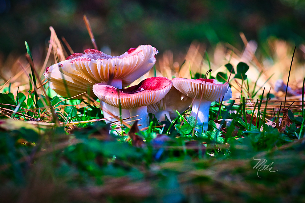 How To Photograph Macro Photography