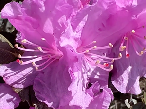 Apple Camera Macro Mode Example