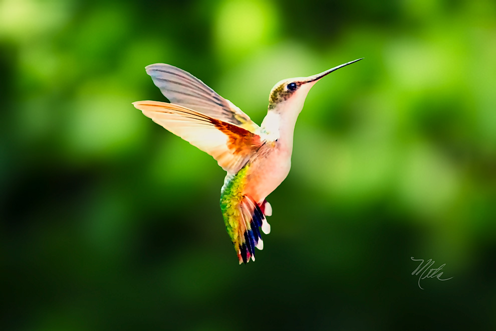 How To Photograph Hummingbirds